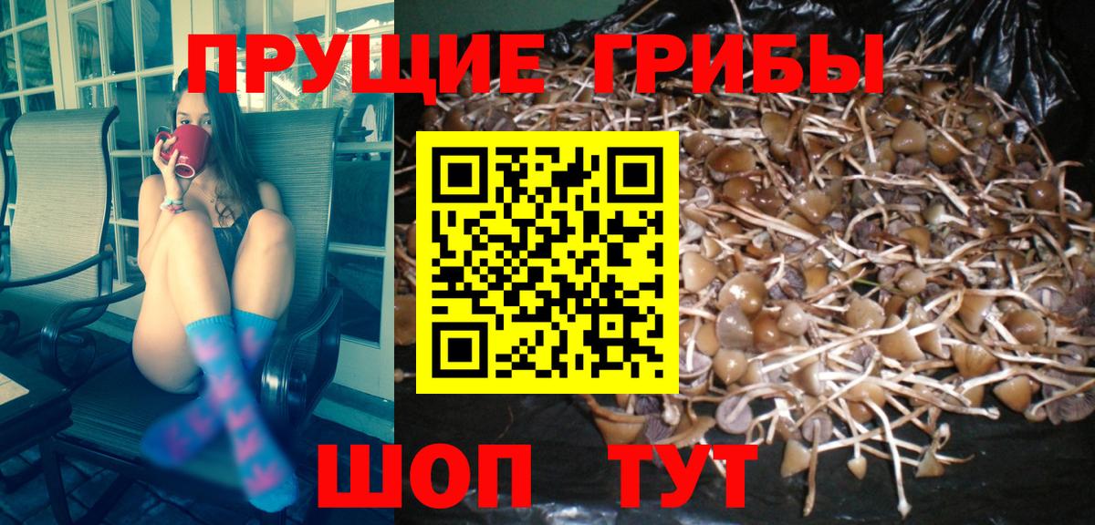 Галлюциногенные грибы Cubensis Балахна
